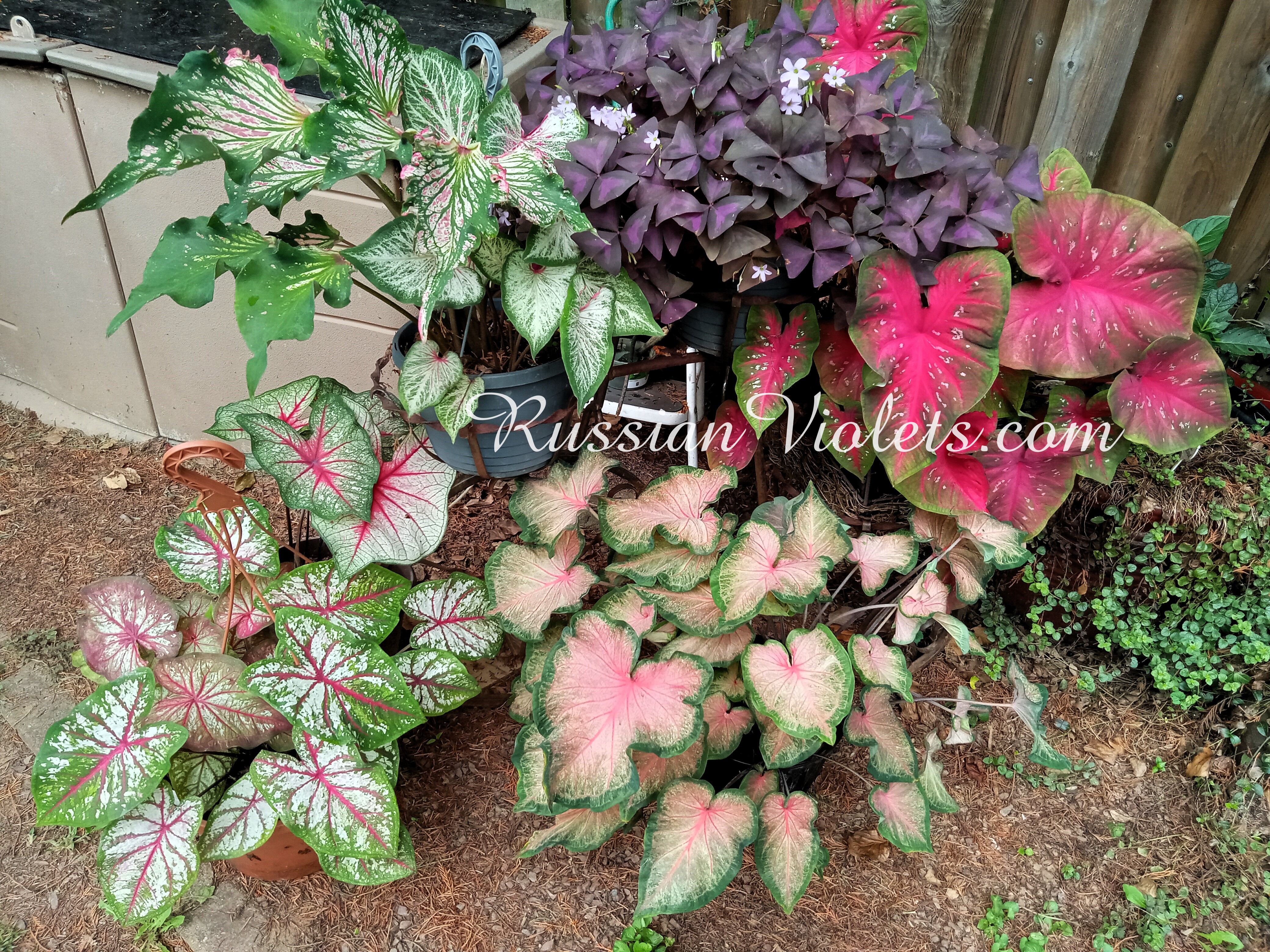 Rare House Plants